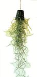 The Four Seasons Spanish Moss | Tillandsia Usneoides | Easy to Care | Rare Air Plant in Small Net Pot (Combo of 2)