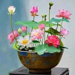 Japanese Rainbow Lotus Flower Seeds Dwarf -100% Germination Mix Flower Seeds-Rainbow Lotus Flower SeedS for Home Decor (Pack of 15 Seeds) g27