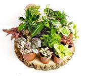 Random Selection Terrarium Plants • Closed Terrarium Plants (5 Plants)