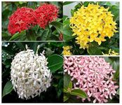 Khushi Prova Live Flower Plant Hybrid Ixora 4 Color Combo Flowering Shrub Plant For Home Decoration Garden Plant | Healthy Live Plant | Pack of 4