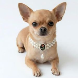 MITOCAPY Dog Necklace 1