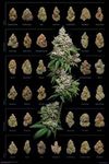 Dank Nugs Poster 24 x 36in