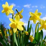 Carbeth Plants - 100 x Daffodil Tete a Tete Spring Bulbs - Yellow Dwarf Miniature Narcissus Spring Flowering Perennials - UK Hardy Pollinator Friendly - Grow in Beds, Borders and Patio Pots