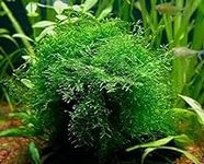 Java Moss Portion in 4 Oz Cup and J
