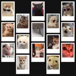 Funk You Store Cat Poster | Cute Cat Memes PFPs Mini Poster Kit (Set of 15) | Cute Cat Memes & Cat PFPs Size (8 x 6 cm) Posters for Phone Accessories, Bedroom, Office, room