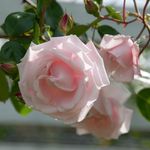 Edens Garden Rose Fragrances