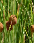 Lincolnshire Pond Plants Ltd Marginal Plants - Live Water Plant Aquatic Pond Lake Marginal - Pond Plants (Typha Minima) - 1 Litre Potted