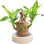 2024 Mini Brazilian Lucky Wood, Hydroponic Potted Stump Mini Plant, Indoor Office Desk Plant, Purifying Indoor Air Four Seasons Potted Plant (Brazilian Wood+Doll)