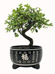 Chinese Elm Bonsai Tree in Black Ceramic Pot - Including Pot 25-35cm