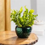 Floral Boutique Asplenium Crispy Wave Fern Plant with Metal Pot in Dark Green, Live Indoor Plants for Living Room, Plant Stand for Balcony, Stylish Pots for Indoor Plants and Decor