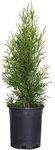 2.5 Qt - Emerald Green Arborvitae (Thuja Occidentalis), Large Evergreen Shrub/Tree