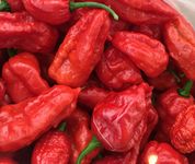 Fresh Chili Peppers