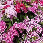 Green World DIANTHUS BARBATUS MIXED FLOWER SEEDS FOR KITCHEN GARDENING (150 seeds)