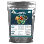 THE WET TREE Pseudomonas Fluorescens Powder | Bio Fungicide for Seeds & Home Garden Plants | Against Root Rot, Stem Rot, Wilt & Fungal Dieases (900 GM)