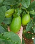 Natura GreenHouse Pack Of 2 Original Gandharaj Lemon (All Time) Nimboo Live Plant (Air Layered/Guti Kolom) Very Big Size "Special Variety"(Fruit After 6 Month) Pack Of 2 Plants