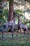 F&G Supplies New this season! delightful set of Deer with a 4ft tall Stag and 3ft tall Doe for your garden - beautifully cast with an aged bronze finish