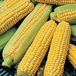 Sweetcorn Golden Bantam Seeds – Long Delicious Corn on Cob – Sweet & Early Traditional Variety – Gardeners Favourite – for Your Beautiful Garden