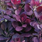 Cotinus coggygria 'Royal Purple' 15cm Pot Size