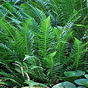 Perennial Farm Marketplace Thelypteris decursive-pinnata (Japanese Beech) Hardy Fern, Size-#1 Container, Lime Green Fronds