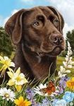 Chocolate Labrador Retriever Dog - 