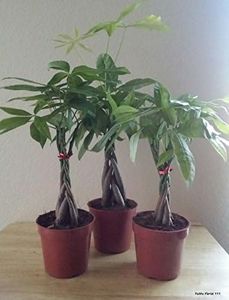 M&M BONSAI