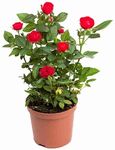 Reelzone Live Rare Red Rose Climbing Live Flower Plant For Indoor and Gardening (Red Rose plant) With Pot