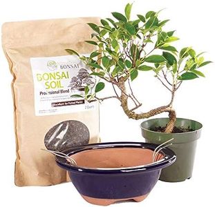 Brussel's Bonsai - Live Golden Gate Ficus Bonsai Tree Kit with Ceramic Bonsai Pot & Bonsai Soil, Indoor Bonsai Plant Starter Kit, Easy Care Houseplant for Home or Office (Small)