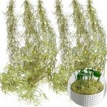 SEEKO Succulents Extra Large Spanish Moss (6pck, 6oz, 33" Long) - Fake Moss for Crafts