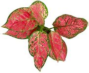 The Four Seasons Aglaonema Red Valentine Natural Live Plant in Pot