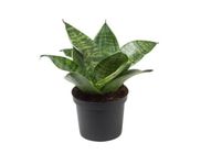 CAPPL Snake Plant | Sansevieria Hahnii Green (Pot Included) Air Purifier Live Plant