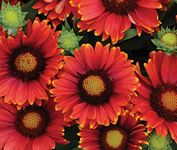 South Eastern Horticultural Gaillardia 'Arizona Red Shades' Perennial Garden Plug Plants Pack x6