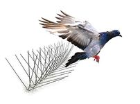 Bird-X EWS-24 Extra Wide Stainless Steel Bird Spikes, 24-Feet Length X 8-Inch Width X 5 Inch Height