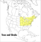 A Peterson Field Guide To Trees And Shrubs: Northeastern and North-Central United States and Southeastern and South-Central Canada – A Visual Identification of 646 Species