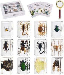 MegaBox 12 Pcs Insect in Resin Specimen Bugs Discovery Collection Paperweights, Scientific Educational Insects with Information Cards