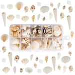 Sea Shells, 150PCS+ Natural Conch Shell Beads, Beach Natural Seashells with Hole, Ocean Beach Spiral Seashell for Beach Theme Parties, Home Decorations, DIY Crafts, Candle Making, Vase Filler