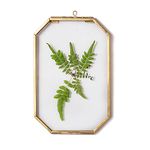 NCYP 4"x6" Hanging Glass Floating Frame for Display Plant Specimen, Pressed Dried Flowers, Artwork Photo, Picture - Clear Octagon Herbarium, Wall Decor Gold, Handmade (Glass Frame Only)