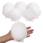 Giftvest Sea Shells White Scallop Shells for Crafts Baking Cooking Serving Food, 4-5 inch Large Natural Seashells 10PCS for DIY Crafts Seashell Beach Decorations for Home Decor