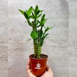 Amulya Farms Lucky Bamboo Lotus Bonsai Plant | Indoor Live Plants for Living Room, Home, Office, Table, Kitchen & Desk Decor | Feng Shui Plant | Gift a Plant | with POT