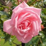 Peter Beales Roses UK Coral Dawn Climbing Rose, 360cm x 240cm, Double Pink Blooms, Strong Fragrance