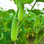 Zeniso® Cucumber Light Green F1 Hybrid Seeds (Kakdi), Indian Vegetable Seeds, High Germination Seeds For Home & Garden