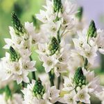 imported Ornithogalum/Chincherinchee White Color Flower Bulbs For Gardening (Pack Of 5 Bulbs)