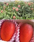 Original Miyazaki Mango Plant - Combo Pack of 2 Grafted Live Tree, Verity- Japanese Taiyo No Tamago Eggs Of Sun, Plant Height 3-4 Feet