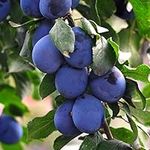 Thompson & Morgan Potted Mini Fruit Tree Plum, Perfect for Small Gardens & Patios, Heavy Cropping, Tasty Edible Fruit in Summer, Easy to Grow, 1 x Prunus (Plum) Black Amber Plant in a 9cm Pot