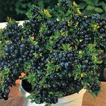 Creative Farmer Gardens Rare European Bush Blueberry" Top Hat (Dwarf)" Exotic Blueberry Plant