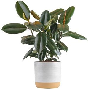 Costa Farms Burgundy Rubber Plant, Live Indoor Ficus Elastica Tree, Live Indoors Houseplant in Décor Planter Pot, Potting Soil Mix, Gift for Housewarming New House, Home or Office Decor, 2-3 Feet Tall