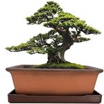 MUZHI Decorative Ceramic Bonsai Pla