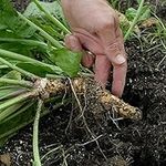 1 Roots of Horseradish - ARMORACIA RUSTICANA COCHLEARIA