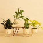 KYARI Money Variegated, Golden Money, Snake Golden & Jade Combo of 4 Indoor Plants for Living Room | Live Plants | Plants with Cream Self Watering Pot for Home | Air purifier plants for Home Decor