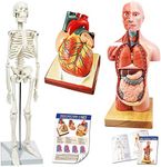 Evotech Human Body, Skeleton and He