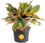 Costa Farms Chinese Evergreen Live Plant, Aglaonema, Easy Care Low Light Houseplant in Nursery Pot, Potted in Potting Soil Mix, Housewarming, Unique Home or Room Decor, 1-2 Feet Tall